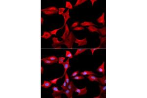 Immunofluorescence analysis of U2OS cells using GCLM antibody. (GCLM antibody  (AA 1-274))