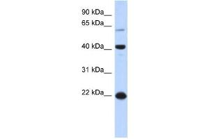 Western Blotting (WB) image for anti-Basic Leucine Zipper Nuclear Factor 1 (BLZF1) antibody (ABIN2458060) (BLZF1 antibody)