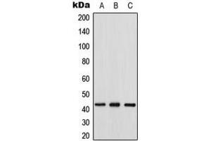 Western blot analysis of Connexin 43 expression in HeLa (A), mouse heart (B), rat heart (C) whole cell lysates.