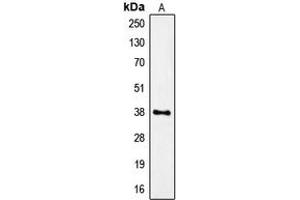 Western blot analysis of FPR1 expression in U87MG (A) whole cell lysates. (FPR1 antibody  (Center))