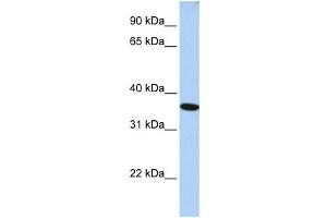 Western Blotting (WB) image for anti-General Transcription Factor IIA, 1, 19/37kDa (GTF2A1) antibody (ABIN2460023) (GTF2A1 antibody)