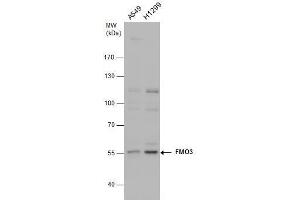 WB Image FMO3 antibody detects FMO3 protein by western blot analysis. (FMO3 antibody)