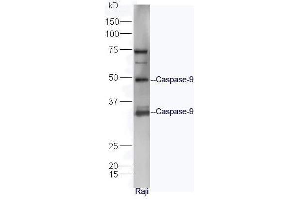 Caspase 9 antibody  (AA 11-120)