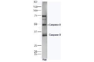 Caspase 9 antibody  (AA 11-120)
