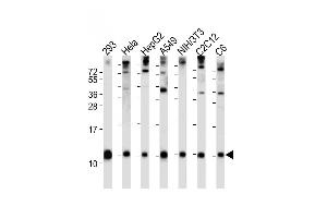 All lanes : Anti-Ubiquitin Antibody (N-term) at 1:2000 dilution Lane 1: 293 whole cell lysate Lane 2: Hela whole cell lysate Lane 3: HepG2 whole cell lysate Lane 4: A549 whole cell lysate Lane 5: NIH/3T3 whole cell lysate Lane 6: C2C12 whole cell lysate Lane 7: C6 whole cell lysate Lysates/proteins at 20 μg per lane.