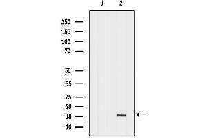 anti-Chemokine (C-C Motif) Ligand 21 (CCL21) (C-Term) antibody