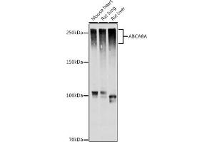 Western blot analysis of extracts of various cell lines, using A antibody (ABIN7265731) at 1:1000 dilution. (ABCA8A antibody)