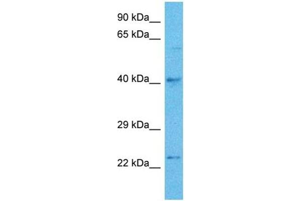 TFAP2C anticorps  (Middle Region)