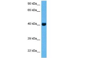 Host:  Rabbit  Target Name:  CKM  Sample Tissue:  Mouse Skeletal Muscle  Antibody Dilution:  1ug/ml