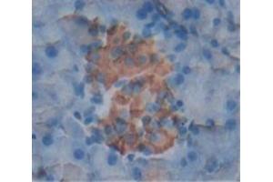 IHC-P analysis of Mouse Tissue, with DAB staining. (PDGF-BB Homodimer (AA 21-241) antibody)