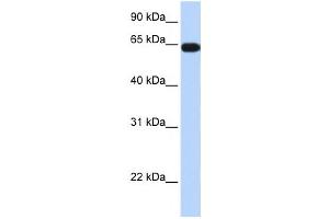 Western Blotting (WB) image for anti-Kelch-Like 36 (KLHL36) antibody (ABIN2458102) (KLHL36 antibody)