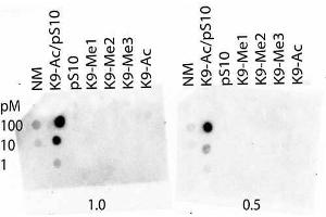 Dot Blot of Rabbit Histone H3 [ac Lys9/phosphor Ser10] Antibody.