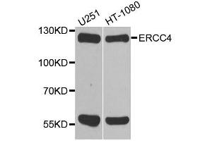 Western blot analysis of extracts of various cell lines, using ERCC4 antibody. (ERCC4 antibody  (AA 600-700))