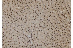 ABIN6273078 at 1/100 staining Rat liver tissue by IHC-P. (SHoc2/Sur8 antibody  (C-Term))