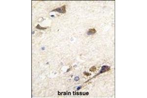 Formalin-fixed and paraffin-embedded human brain tissue reacted with ACHE antibody (N-term), which was peroxidase-conjugated to the secondary antibody, followed by DAB staining. (Acetylcholinesterase antibody  (N-Term))