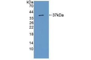 Detection of Recombinant KMO, Rat using Polyclonal Antibody to Kynurenine-3-Monooxygenase (KMO) (KMO antibody  (AA 1-282))