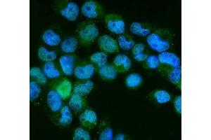 anti-Neural Precursor Cell Expressed, Developmentally Down-Regulated 8 (NEDD8) (AA 20-60), (Middle Region) antibody