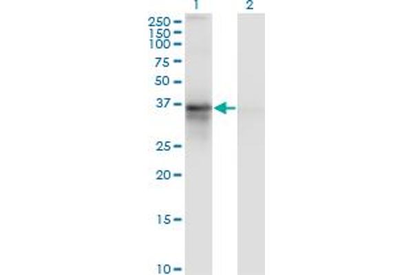 RP2 antibody  (AA 251-350)