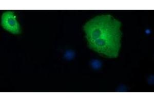 Anti-SDR9C7 mouse monoclonal antibody (ABIN2453632) immunofluorescent staining of COS7 cells transiently transfected by pCMV6-ENTRY SDR9C7 (RC210941). (SDR9C7 antibody)