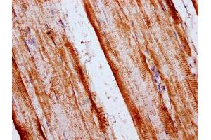 IHC image of ABIN7170591 diluted at 1:400 and staining in paraffin-embedded human skeletal muscle tissue performed on a Leica BondTM system. (FAM33A antibody  (AA 1-121))