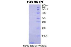 SDS-PAGE (SDS) image for Resistin (RETN) (AA 45-114) protein (His tag) (ABIN2122001) (Resistin Protein (RETN) (AA 45-114) (His tag))