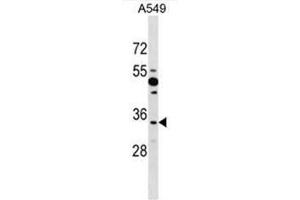BOLL Antibody (N-term) western blot analysis in A549 cell line lysates (35µg/lane). (BOLL antibody  (N-Term))
