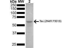 SDS-PAGE of ~67 kDa Human Tau Protein 2N4R P301S Monomer (ABIN6929391, ABIN6929392 and ABIN6929393). (tau Protein (full length, Pro301Ser-Mutant))