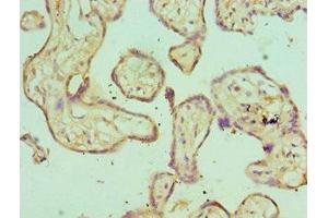 Immunohistochemistry of paraffin-embedded human placenta tissue using ABIN7151645 at dilution of 1:100