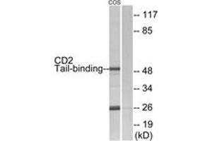 Western blot analysis of extracts from COS7 cells, using CD2 Tail-binding Antibody. (CD2BP2 antibody  (AA 101-150))
