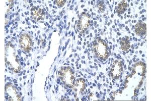 Immunohistochemistry (IHC) image for anti-Keratin 18 (KRT18) (N-Term) antibody (ABIN2778669)