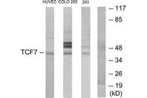 Western blot analysis of extracts from HuvEc/COLO205/293 cells, using TCF7 Antibody. (TCF7 antibody  (AA 10-59))