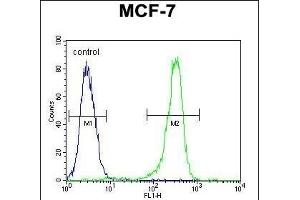 DC13 Antibody (N-term) (ABIN651108 and ABIN2840074) flow cytometric analysis of MCF-7 cells (right histogram) compared to a negative control cell (left histogram). (C16orf61 antibody  (N-Term))