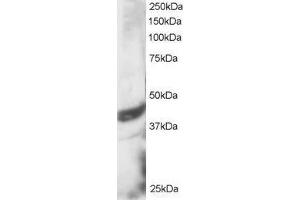 ABIN2562142 staining (3µg/ml) of HeLa lysate (RIPA buffer, 30µg total protein per lane). (DAP3 antibody  (C-Term))
