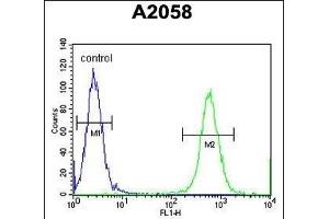 CCD Antibody (Center) (ABIN654566 and ABIN2844272) flow cytometric analysis of  cells (right histogram) compared to a negative control cell (left histogram). (CCDC148 antibody  (AA 279-307))