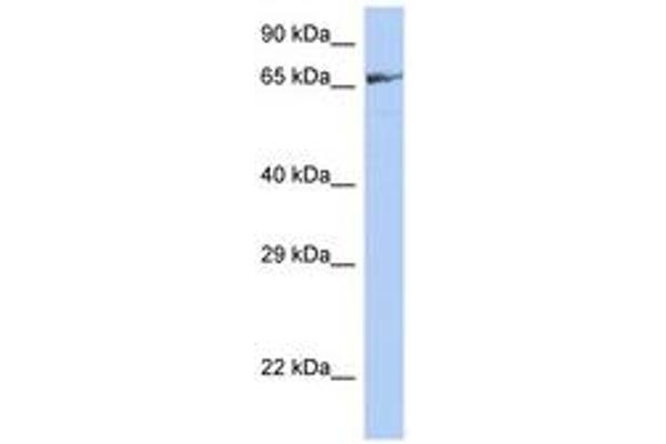 ZNF676 antibody  (AA 251-300)