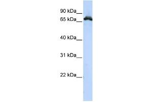 WB Suggested Anti-RAVER1 Antibody Titration:  0. (RAVER1 antibody  (Middle Region))