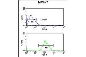 CBX1 Antibody (C-term) (ABIN652861 and ABIN2842560) flow cytometric analysis of MCF-7 cells (bottom histogram) compared to a negative control cell (top histogram). (CBX1 antibody  (C-Term))