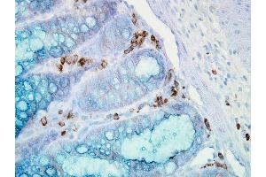 Immunohistochemistry analysis using Mouse Anti-Hsp90 alpha Monoclonal Antibody, Clone K41009 . (HSP90AA2 antibody  (AA 604-731) (Biotin))