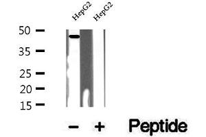 Western blot analysis of extracts of HepG2 cells, using UQCRC1 antibody. (UQCRC1 antibody  (C-Term))