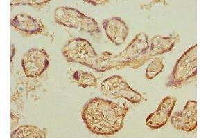 Immunohistochemistry of paraffin-embedded human placenta tissue using ABIN7164977 at dilution of 1:100