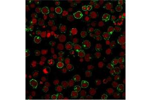 Immunofluorescent staining of Jurkat cells using CD28 Mouse Monoclonal Antibody (204. (CD28 antibody)