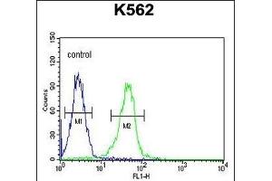 KCNJ6 Antibody (Center) (ABIN652033 and ABIN2840507) flow cytometric analysis of K562 cells (right histogram) compared to a negative control cell (left histogram). (KCNJ6 antibody  (AA 26-55))