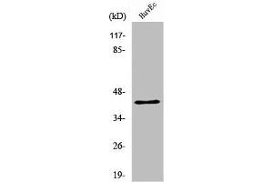 Western Blot analysis of HuvEc cells using RRS1 Polyclonal Antibody