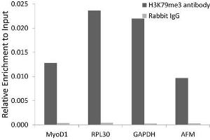 Chromatin immunoprecipitation analysis extracts of 293 cell line, using H3K79me3 antibody. (Histone 3 antibody  (H3K79me3))