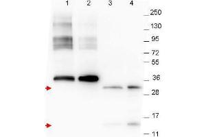 Western blot using  anti-NAG-1 monoclonal antibody. (GDF15 antibody  (C-Term))