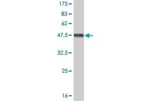 Western Blotting (WB) image for anti-Mitogen-Activated Protein Kinase 9 (MAPK9) (AA 321-424) antibody (ABIN562413)