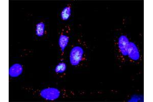 Proximity Ligation Analysis of protein-protein interactions between MAP2K6 and GADD45A. (GADD45A antibody  (AA 76-165))