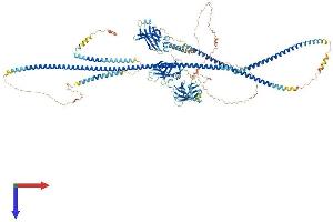 RPGRIP1-Like (RPGRIP1L) (AA 1-1264) protein (His tag)