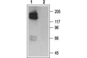 Western blot analysis of HEK 293 cell lysate, stably expressing HERG channels: - 1.