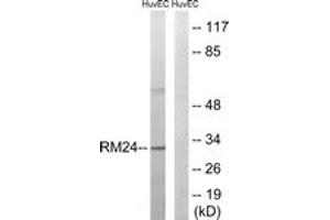 Western blot analysis of extracts from HuvEc cells, using MRPL24 Antibody.